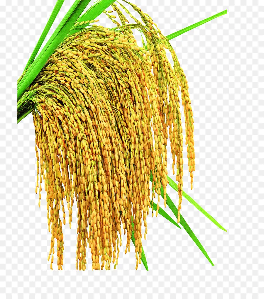 Planta De Arroz，Grão PNG