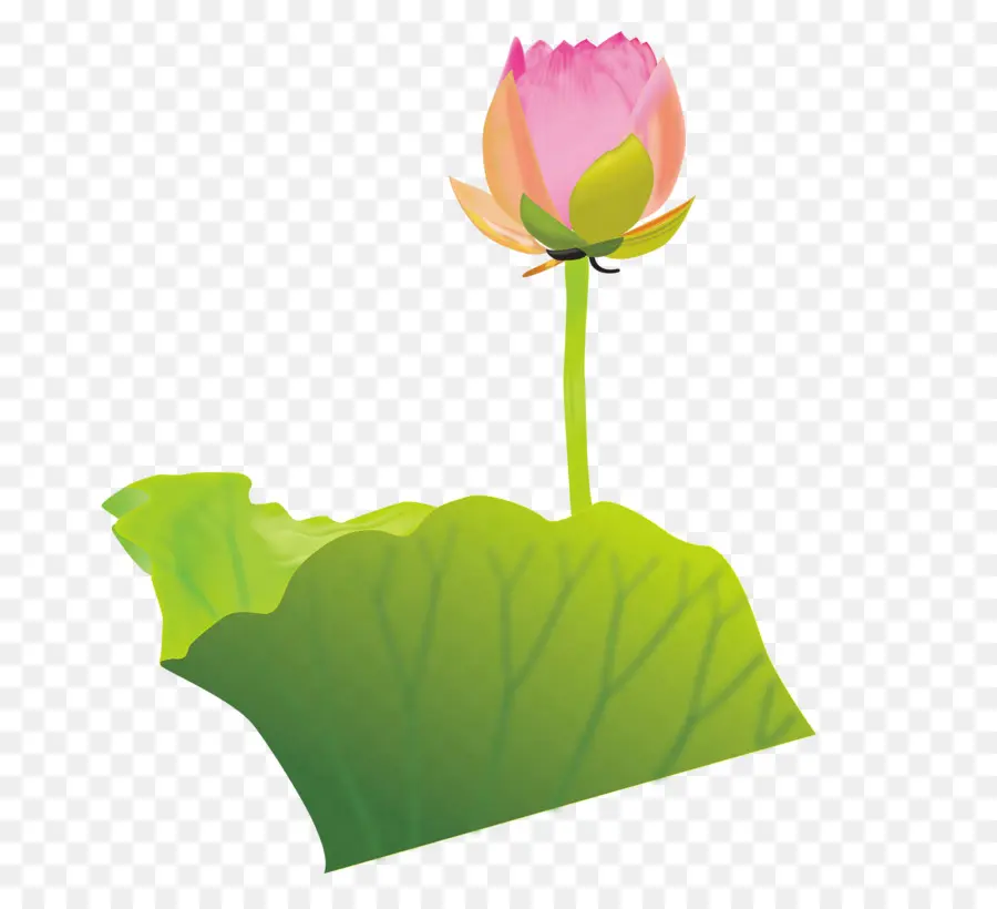 Flor De Lótus，Florescer PNG