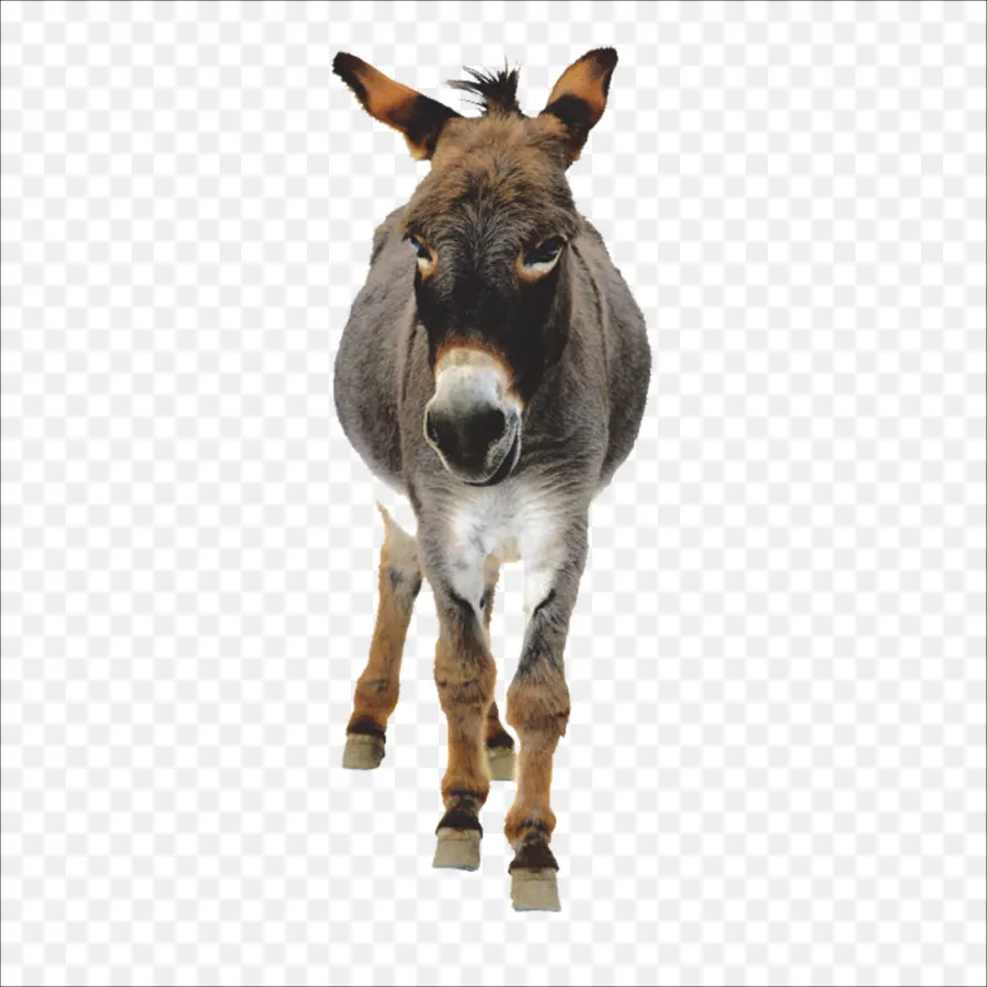 Burro，Encapsulated Postscript PNG