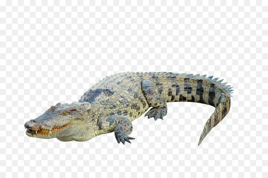 Crocodilo，Fotografia PNG