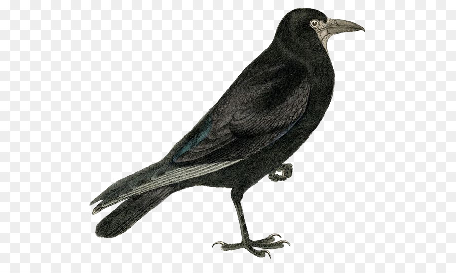 Rook，Comum Corvo PNG