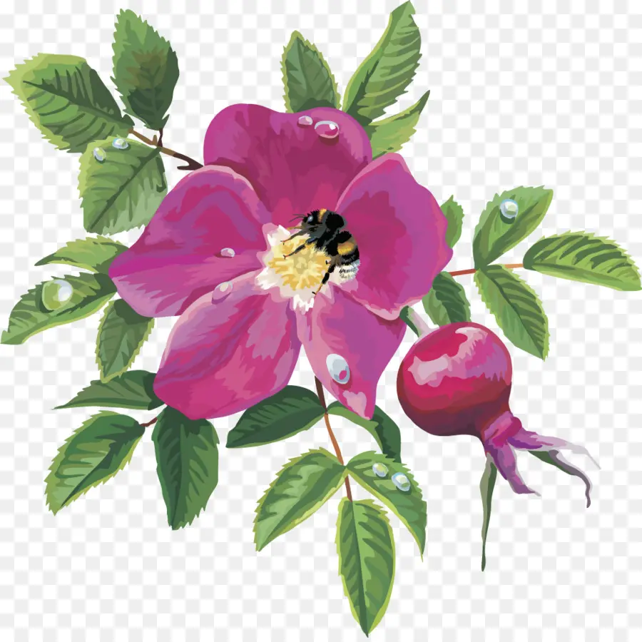Roseira Brava，Centifolia Rosas PNG