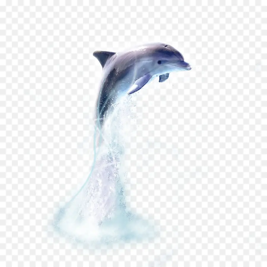 Dolphin，Oceânica Dolphin PNG