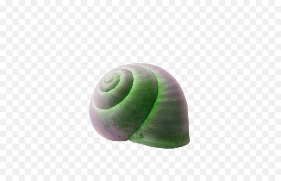 Caracol，Seashell PNG