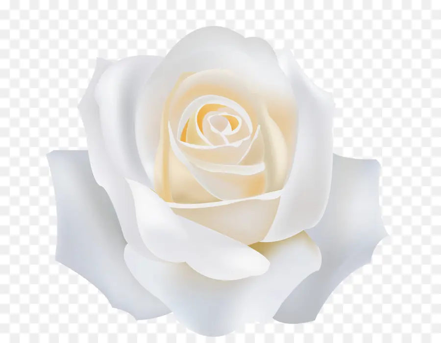 As Rosas Do Jardim，Branco PNG