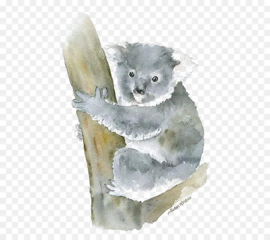 Koala，Pintura Em Aquarela PNG