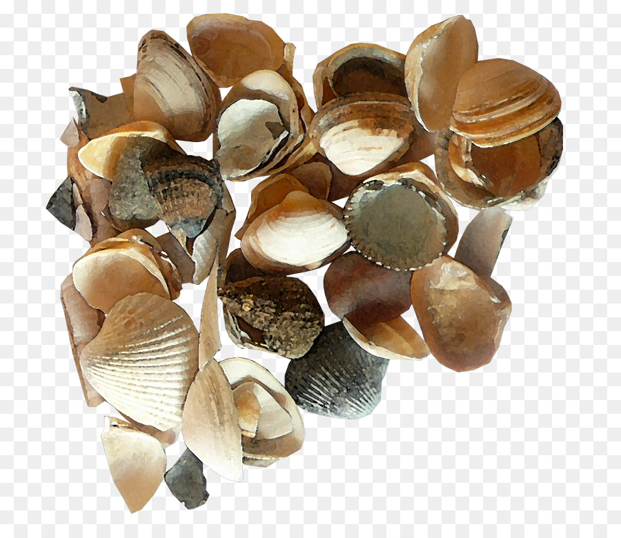 Seashell，Encapsulated Postscript PNG