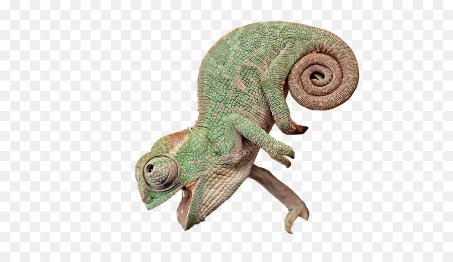 Camaleões，Lagarto PNG