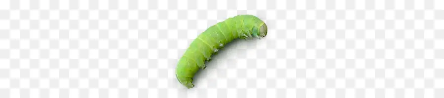Caterpillar，Agricultura PNG