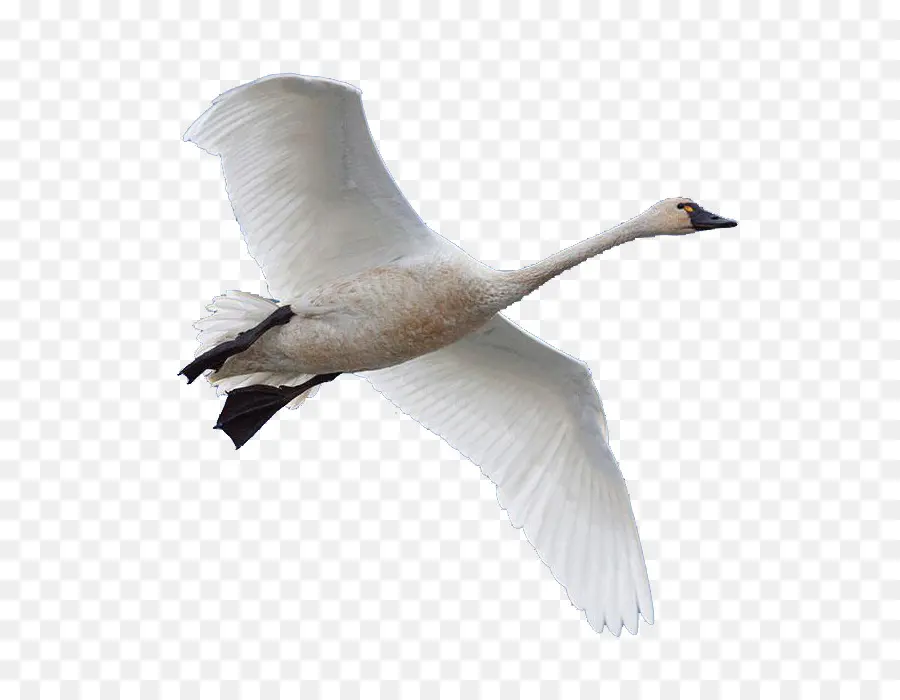 Cisne，Pássaro PNG