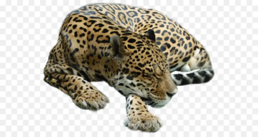 Cheetah，Tigre PNG