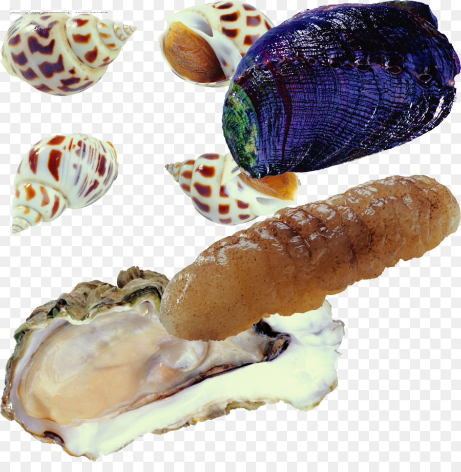 Criaturas Marinhas，Oceano PNG