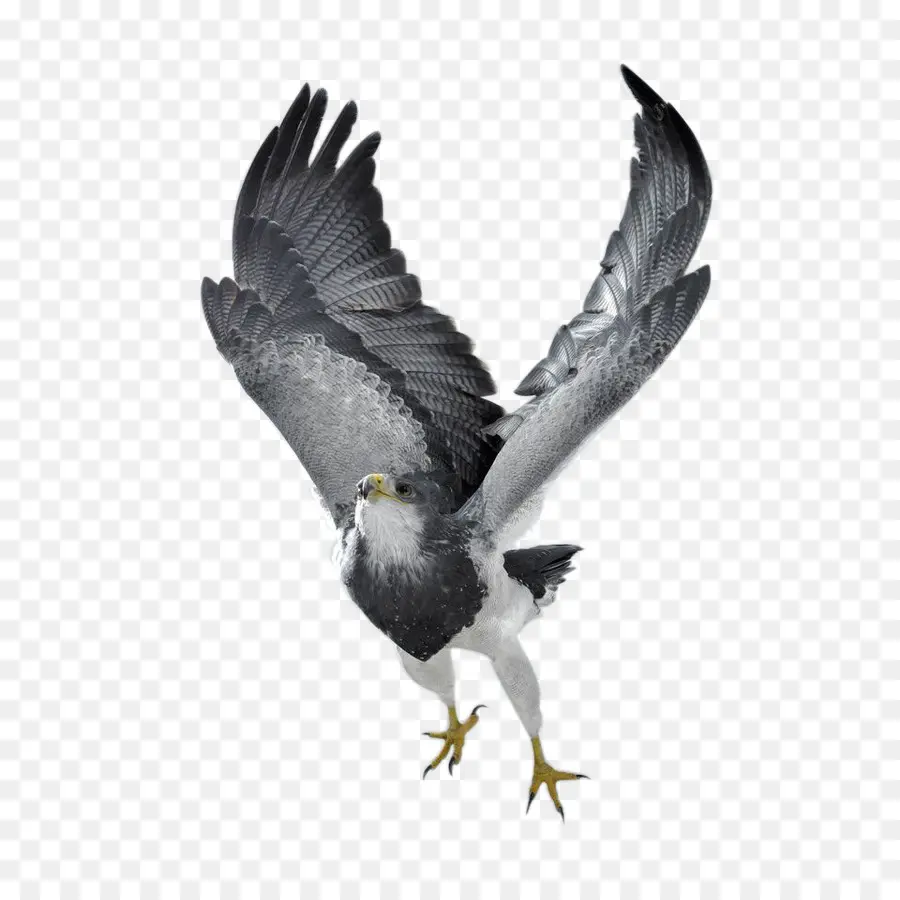 Aves，O Açor PNG