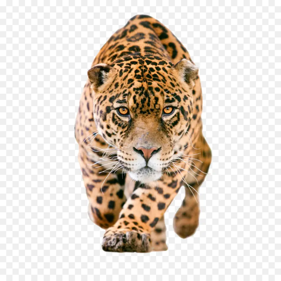 Jaguar，Download PNG