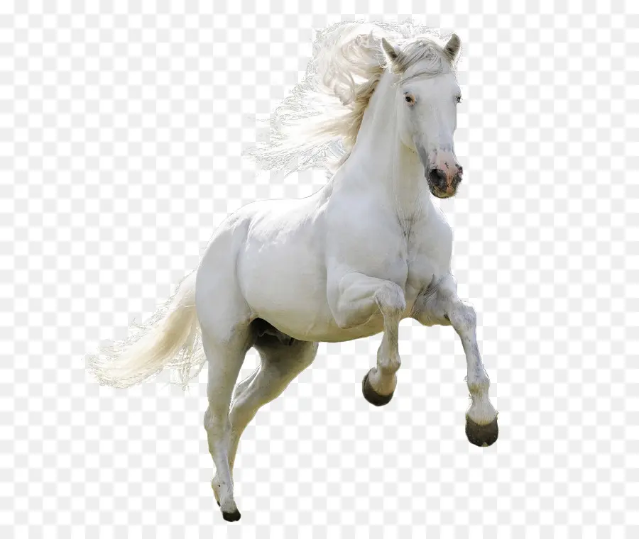 Mongol Cavalo，Cavalo árabe PNG
