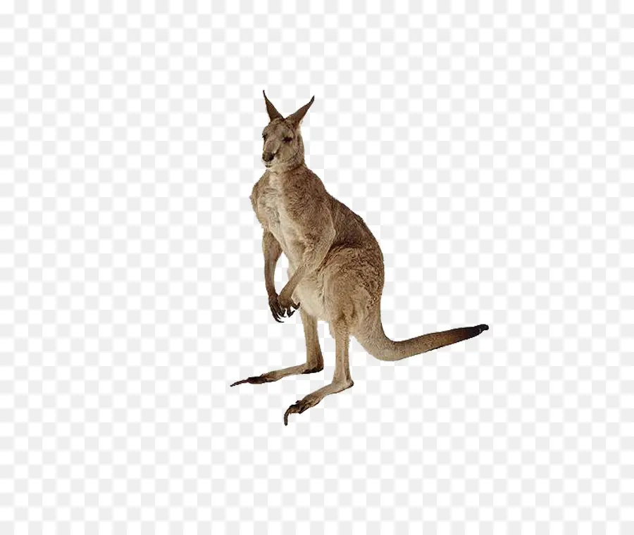 Canguru，Marsupial PNG