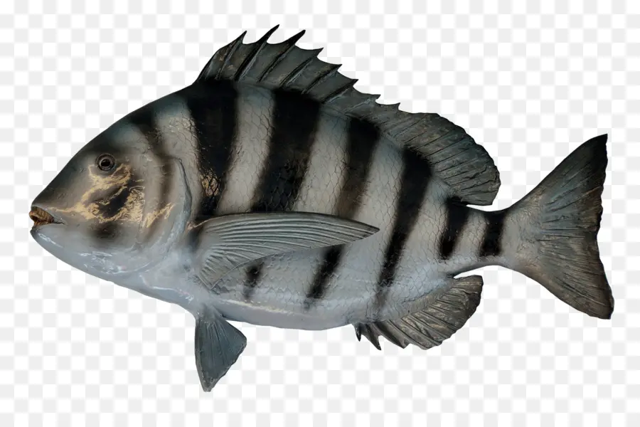 Peixe，Aquático PNG