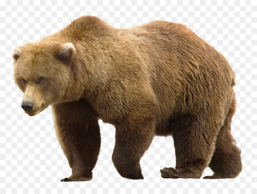 Urso，Grizzly Bear PNG