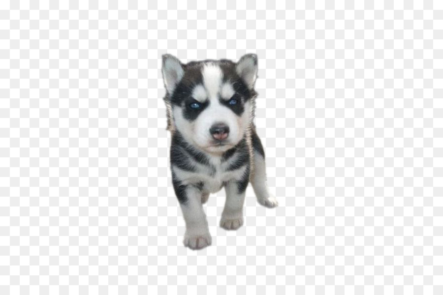 Filhote De Cachorro Husky，Bonitinho PNG