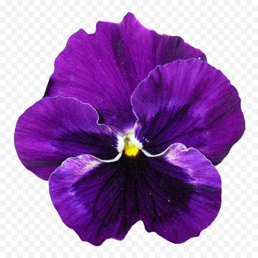 Pansy，Violeta PNG