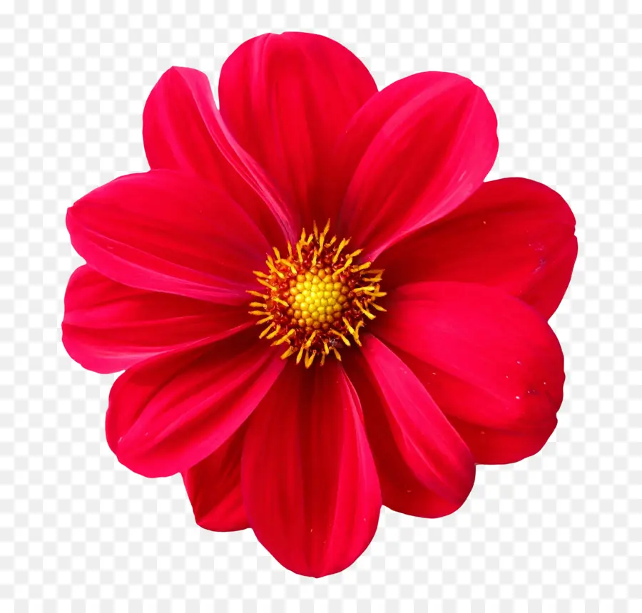 Flor，Pixabay PNG