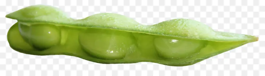 Vegetal，Verde PNG