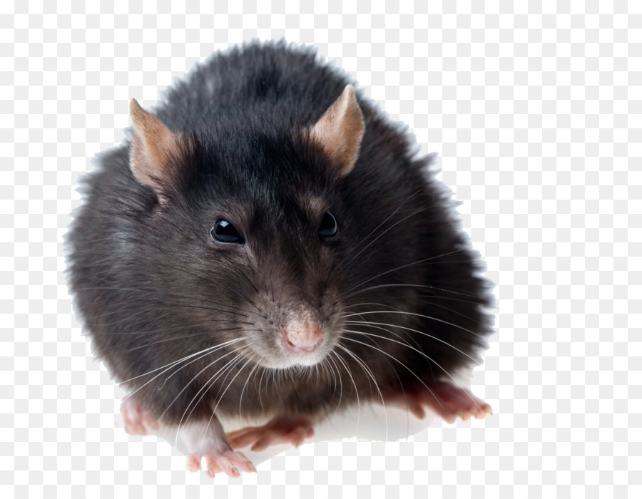 Marrom De Ratos，Preto Rat PNG