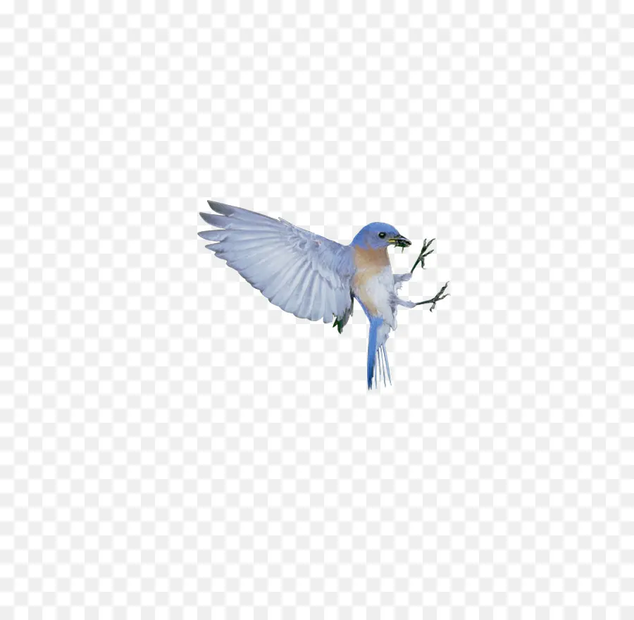 Pássaro Azul，Aves PNG