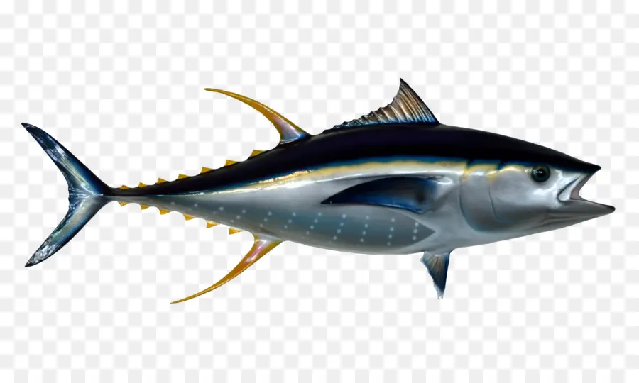 Thunnus，Peixe PNG