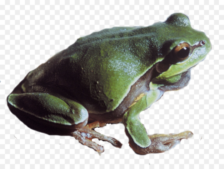 Sapo Verde，Anfíbio PNG