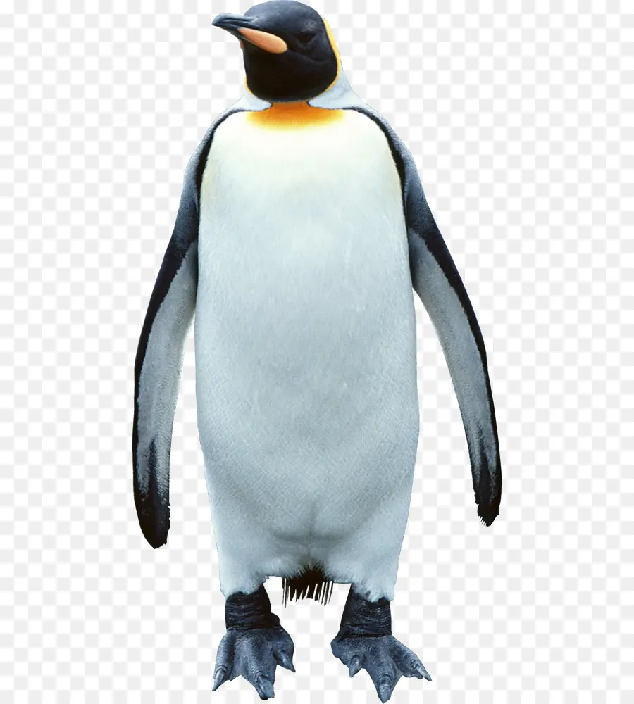 Penguin，Pinguim Rei PNG