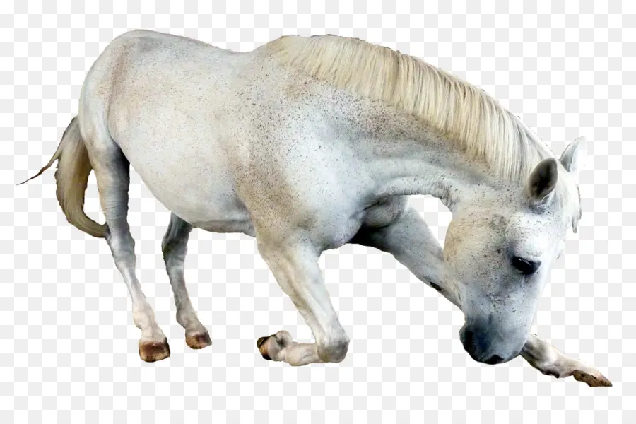 Cavalo Branco，Equino PNG