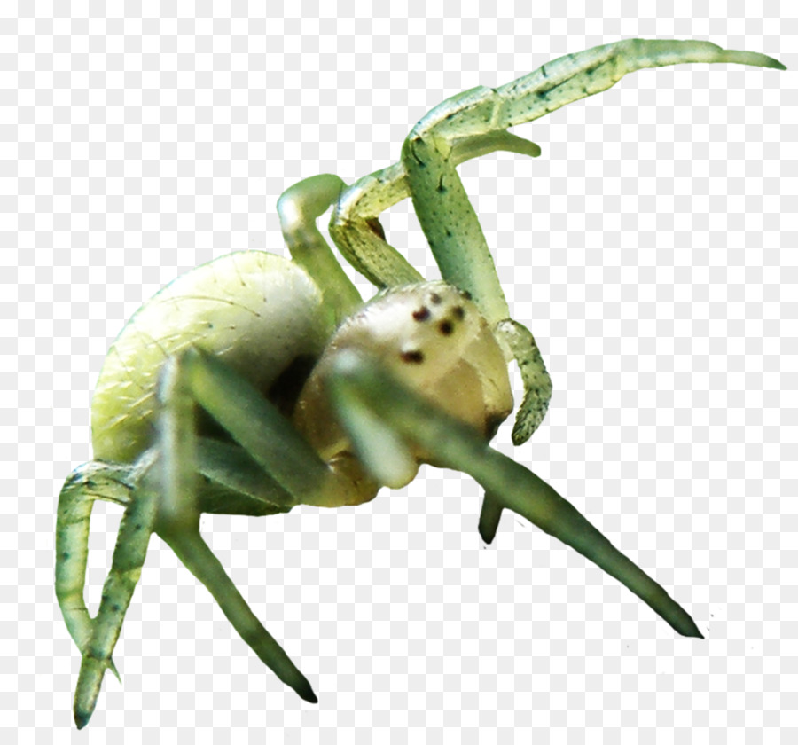 Aranha，Repugnante PNG