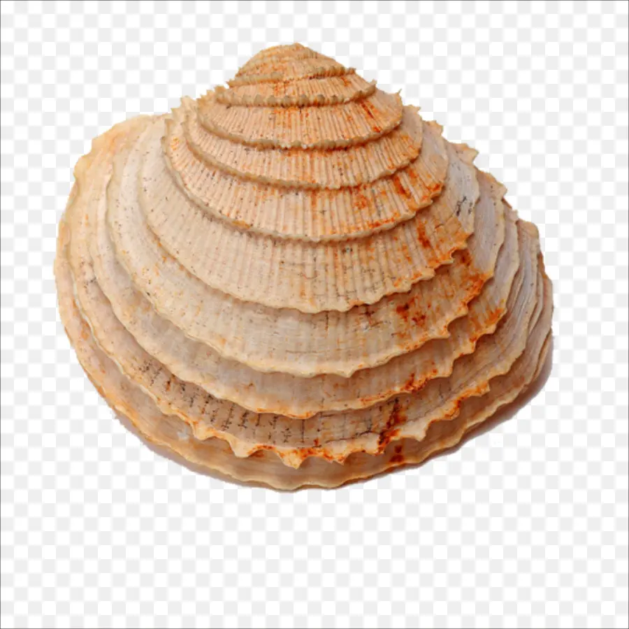 Seashell，Fósseis PNG