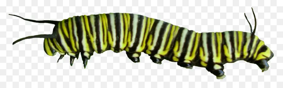 Caterpillar，Borboleta PNG