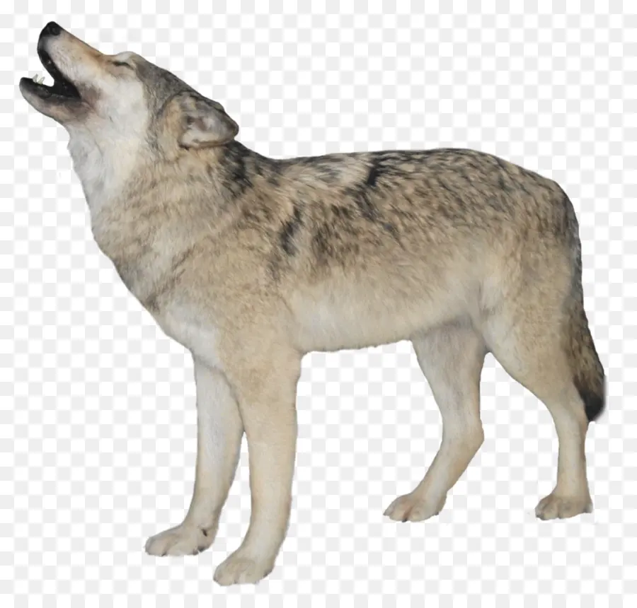 Arctic Wolf，Lobo Negro PNG