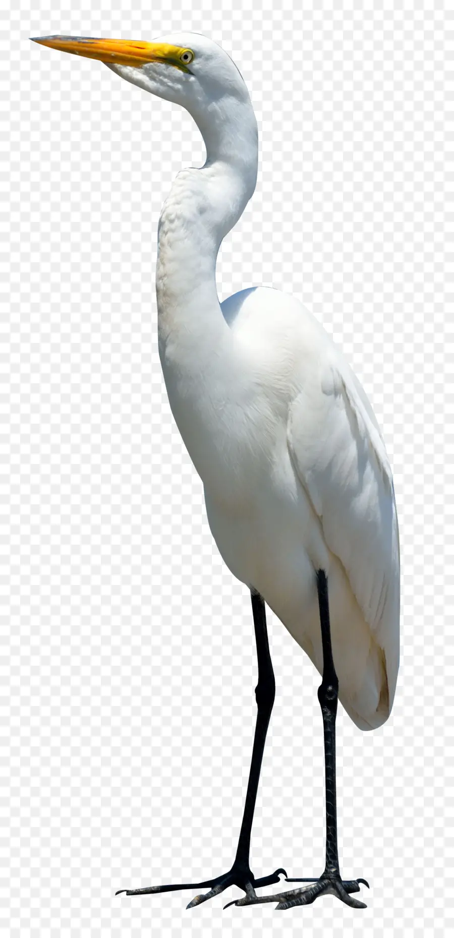 Aves，Guindaste PNG