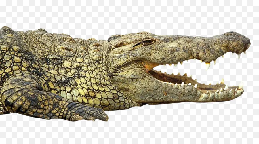Crocodilo，Crocodilo Do Nilo PNG