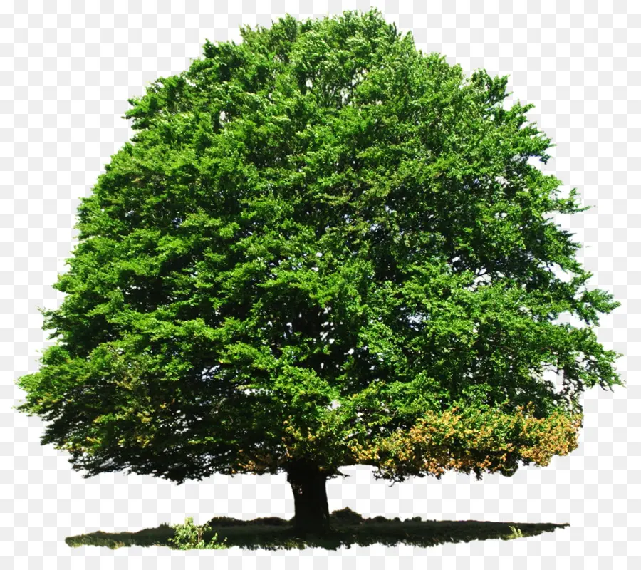 árvore，Pixabay PNG
