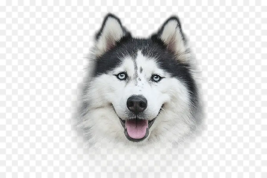Husky Siberiano，Airedale Terrier PNG