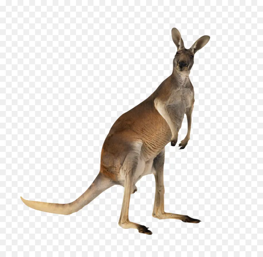 Canguru，Austrália PNG