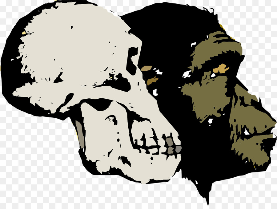 Caveira E Chimpanzé，Evolução PNG