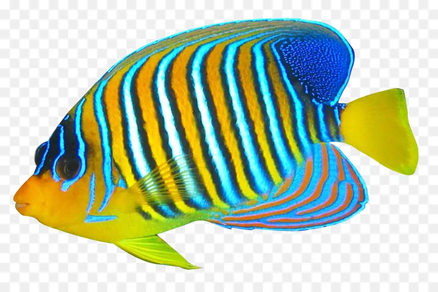 Angelfish，Pomacanthidae PNG