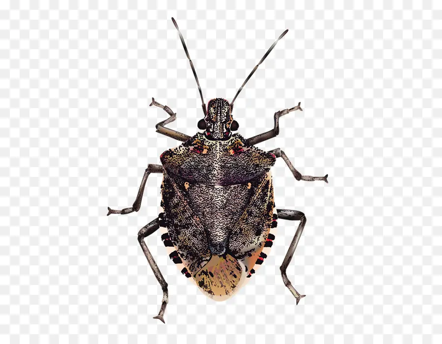 Inseto，Brown Marmorated Stink Bug PNG
