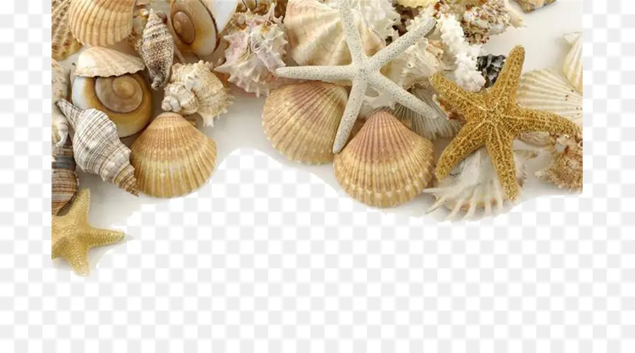 Seashell，Pérola PNG