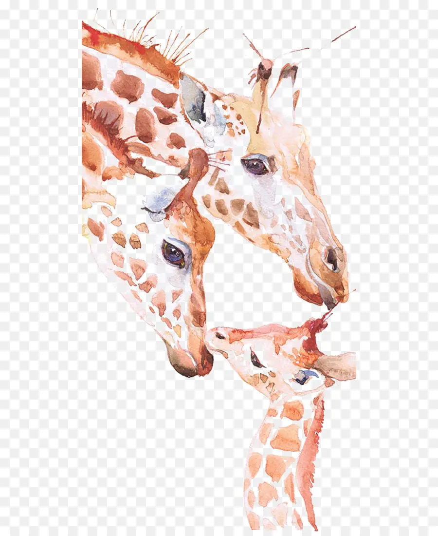 Girafa，Pintura Em Aquarela PNG
