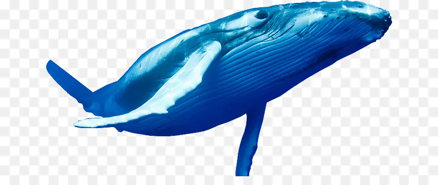 Baleia Azul，Baleia PNG
