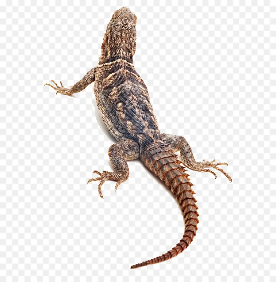 Lagarto，Réptil PNG