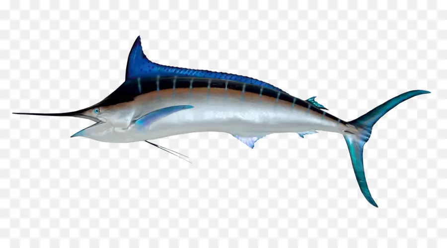 Sailfish，Marlin Azul PNG
