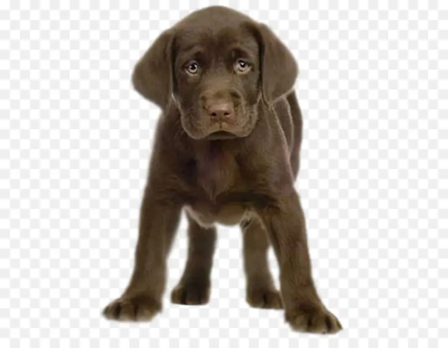 Filhote De Cachorro，Cachorro PNG